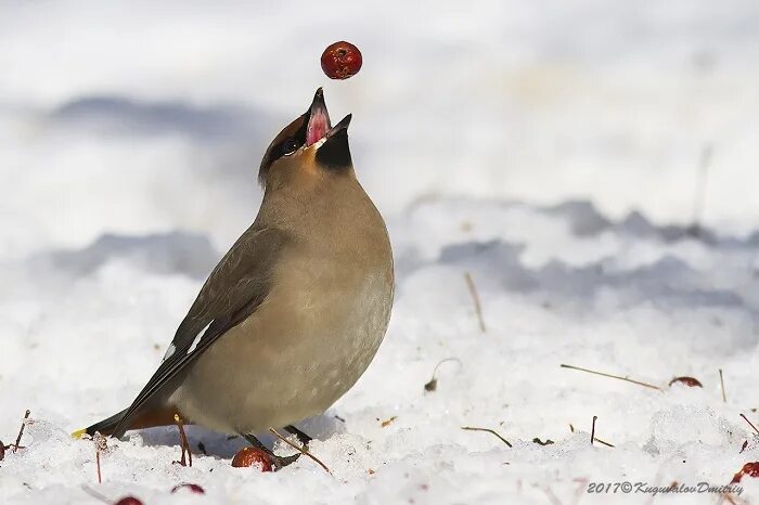 там где жили свиристели. велимир хлебников там где жили свиристели. велимир хлебников там где жили свиристели стих. там где жили свиристели. хлебников стихотворения.