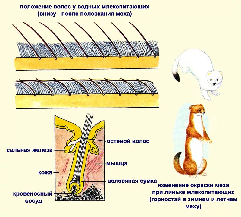 Смена шерстяного покрова. Шерсть млекопитающих. Структура шерсти животных. Шерсть линька. Смена шерстяного покрова.