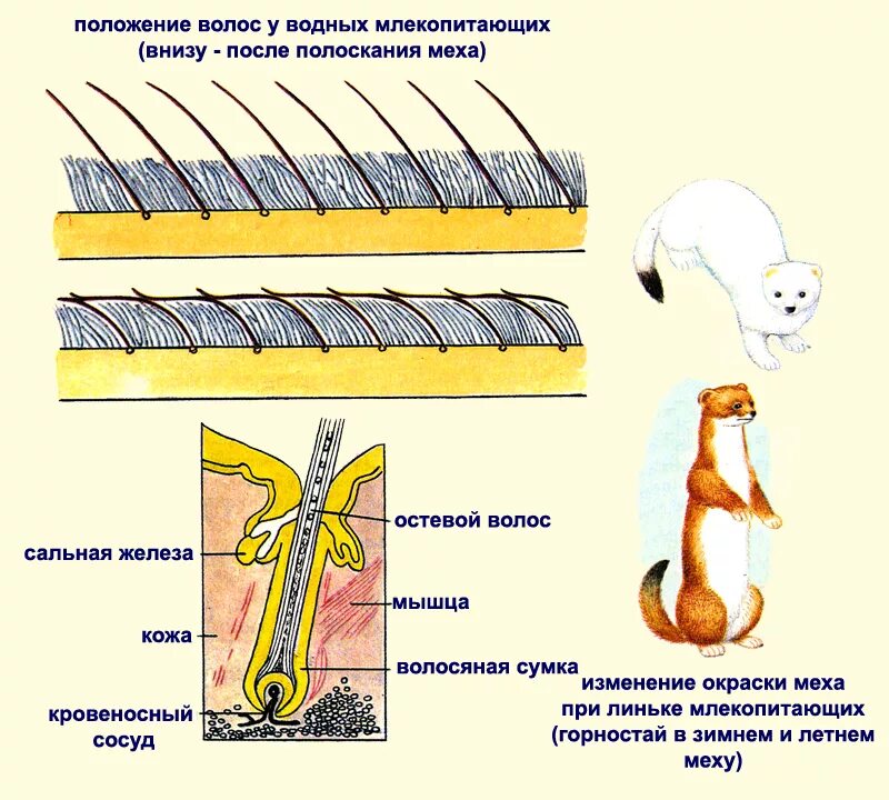 Строение волоса млекопитающих. Строение волоса млекопитающих схема. Строение волосяного Покрова у млекопитающих. Типы волос млекопитающих схема.