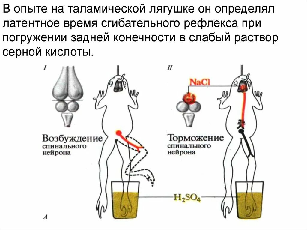 Сеченовское торможение. Сгибательный рефлекс физиология. Латентное торможение.