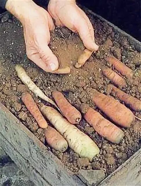 Ящик для хранения моркови в песке. Хранение моркови. Хранение моркови в песке. Хранение моркови на зиму. Как хранить морковь в погребе зимой