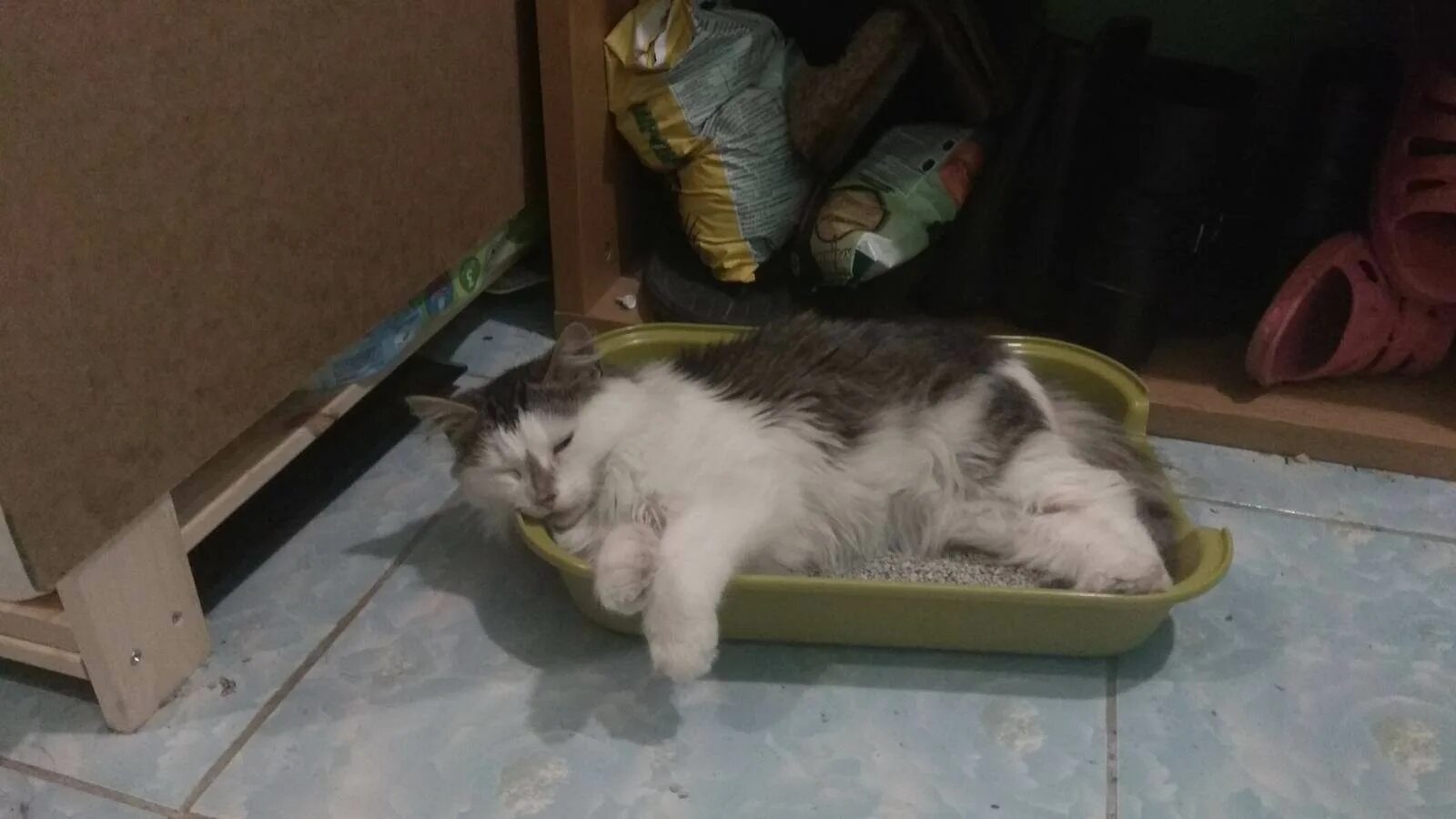 Кошка гадит на кровать что делать. Сонный котенок в лотке. Кот пописал на кровать.