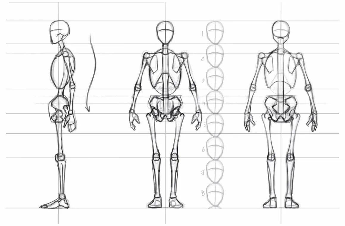 Анатомия тела человека для художников пропорции. Построение тела человека пропорции. Пропорции человека для рисования. Пропорции человека рисунок.