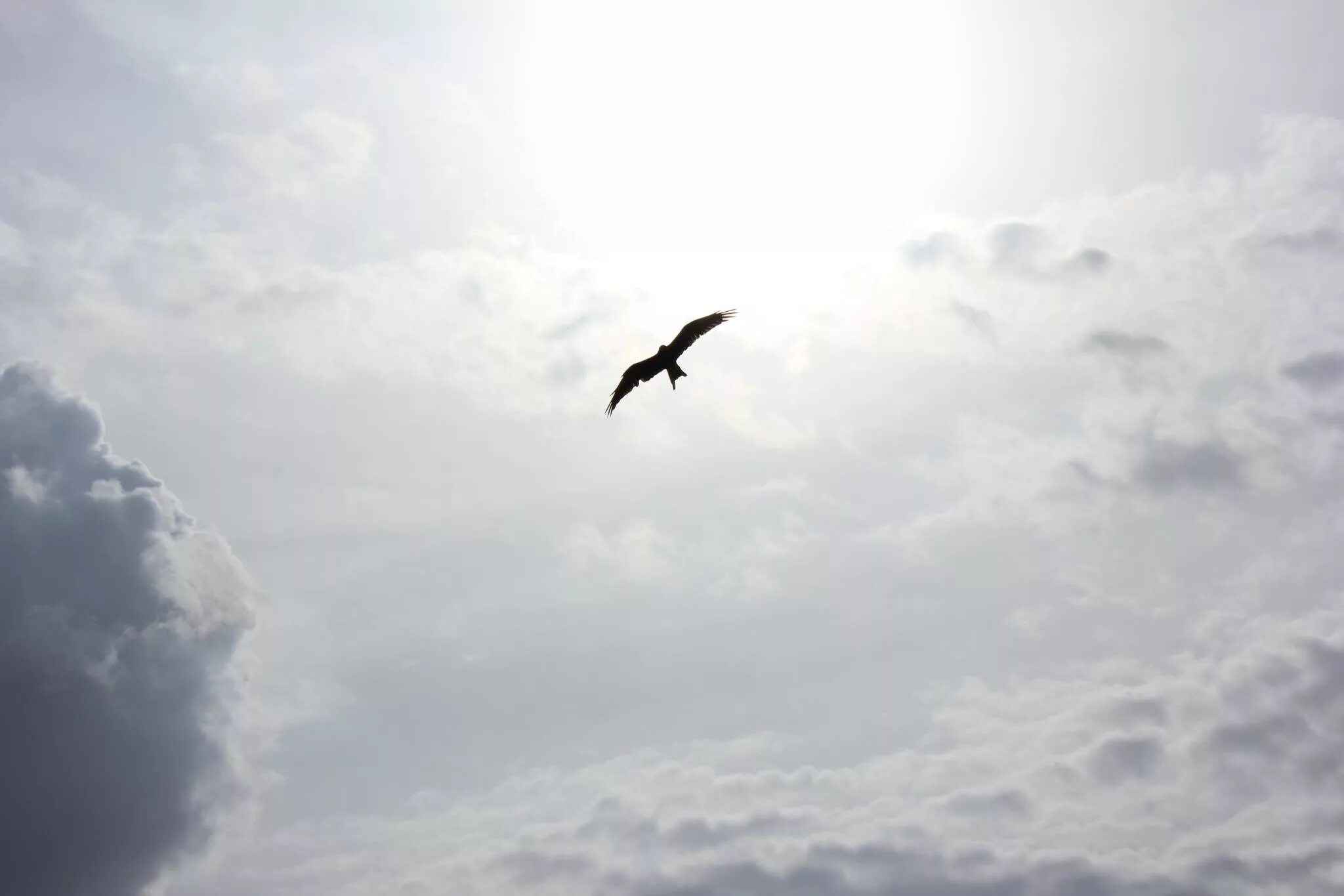 Птица улетающая вдаль. Птицы в небе. Полет птицы. Птицы в облаках. Птицы улетают.
