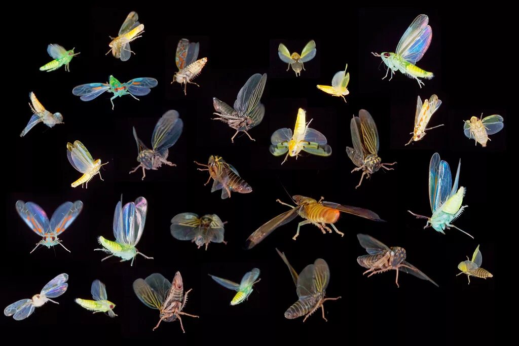 Почему на лугах обитает много насекомых