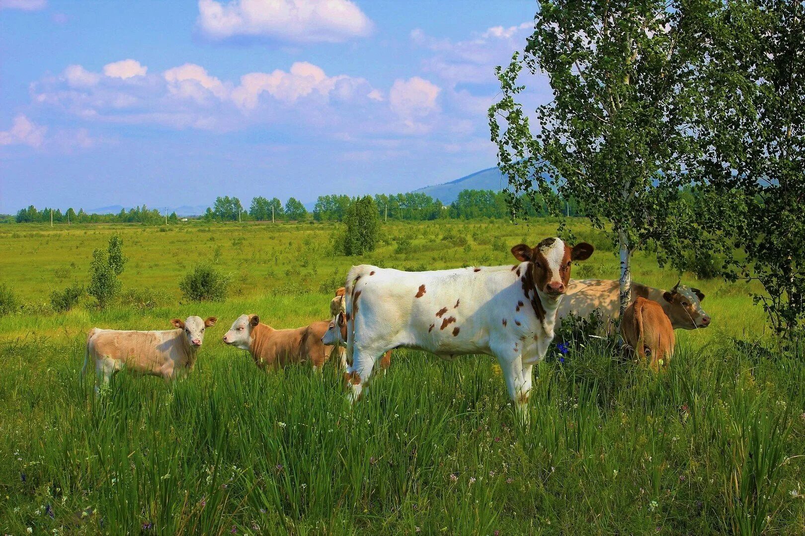 Корова на сочном лугу по имени