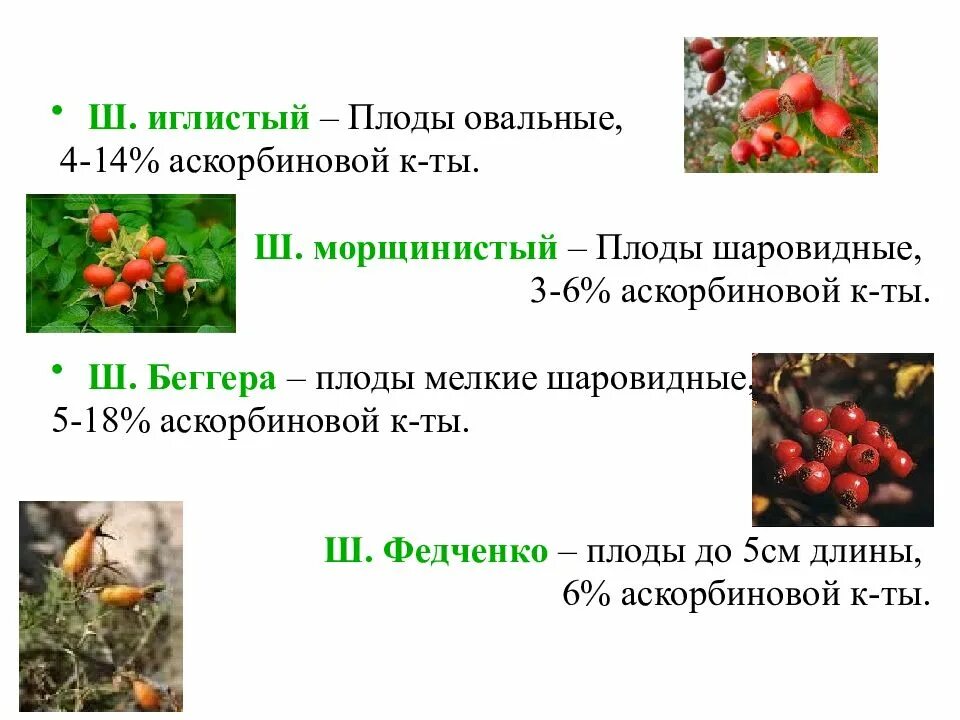 Растения содержащее витамины. Лекарственное растительное сырье содержащее витамины. лекарственные растения содержащие витамины. лекарственные растения и сырье, содержащие витамины презентация. лрс содержащие витамины.