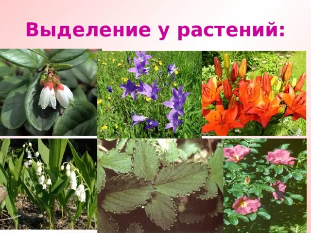 Выделение растений листопад урок. Выделение у растений. Выделяемые вещества у растений. Процесс выделения у растений. Выделение растений биология.