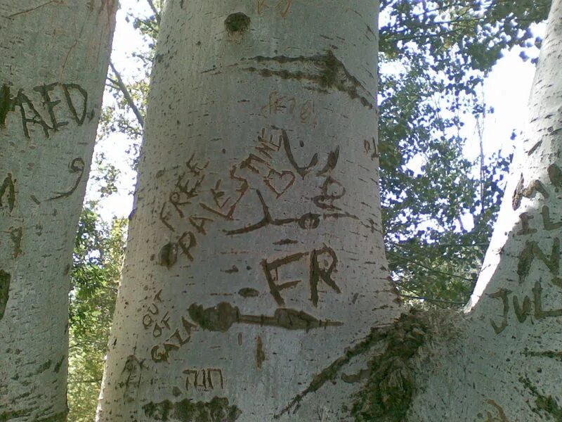 тютина дерево. дерево стикер. надписи вырезанные на дереве. надпись на стволе дерева. сильный ветер деревья.