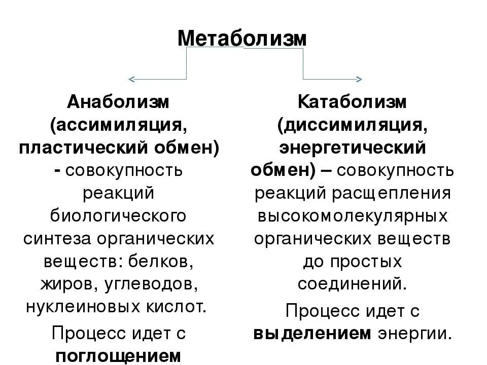 Понятия о метаболизме, катаболизме и анаболизме. Характеристики процесса анаболизма. Понятие обмена веществ катаболизм метаболизм анаболизм. Обмен веществ и энергии метаболизм катаболизм анаболизм. Совокупность реакций пластического обмена