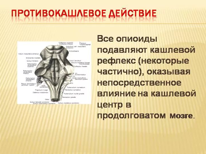 Отдел мозга содержащий центр кашлевого рефлекса. Кашлевой центр продолговатого мозга. Кашлевой центр в головном мозге. Кашлевые центры у человека. Кашлевой центр в продолговатом мозге человека.