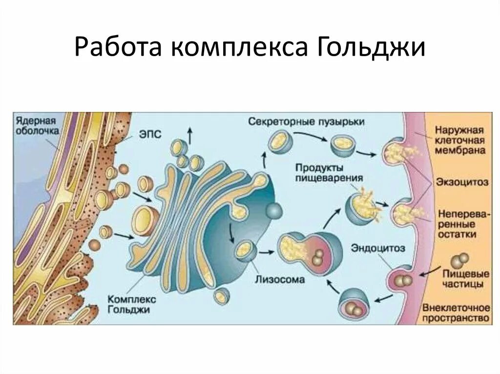 Транспортные пузырьки. Органоид комплекс Гольджи. Образование лизосом в комплексе Гольджи. Аппарат Гольджи формирование лизосом.