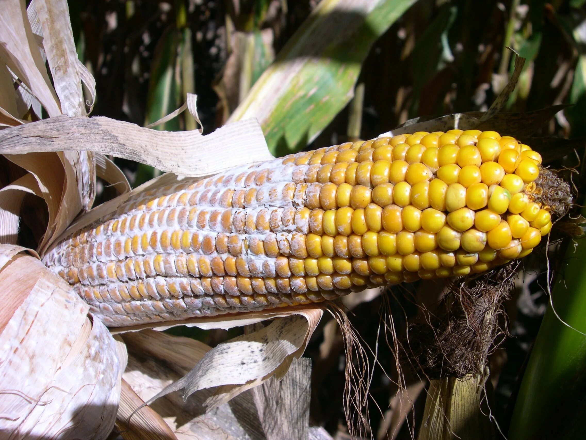 Куры можно кукурузы. Диплодиоз кукурузы. • Диплодиоз кукурузы (Stenocarpella macrospore). Болезни кукурузы диплодиоз.. Диплодиоз (сухая гниль) кукурузы.