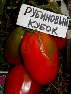 Томат рубиновый сюрприз