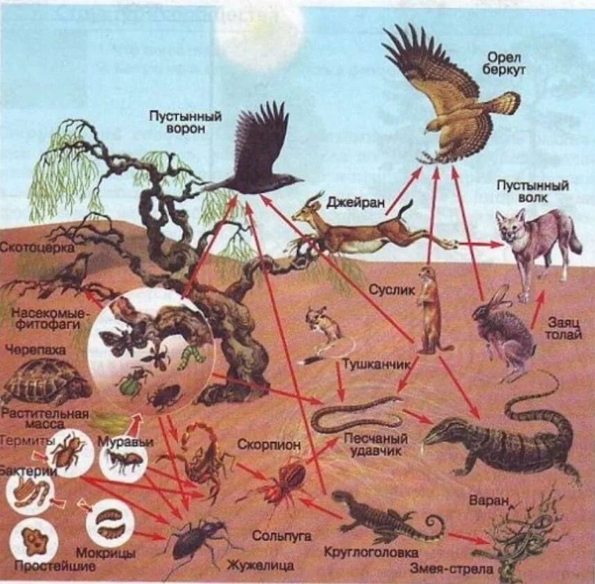 Схема цепи питания пустыни. Цепь питания в пустыне России. Цепь питания в жаркой пустыне. Пустыни и полупустыни 4 класс цепь питания. Цепь питания в зоне пустынь.