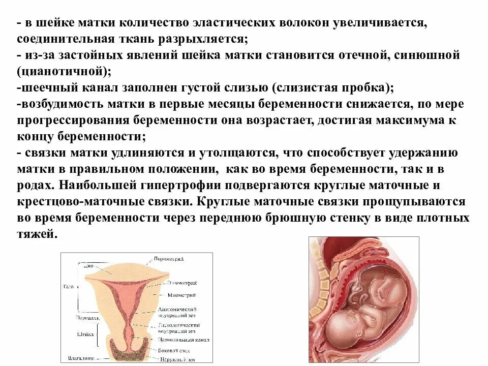 Боли в матке при беременности. Связки во 2 триместре беременности. матка во втором триместре беременности. связки матки при беременности болят 2 триместр. тонус матки при беременности.