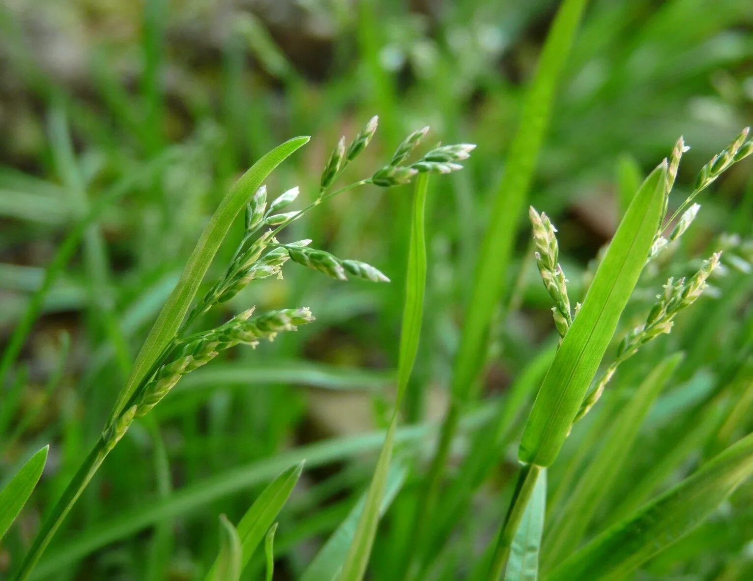 Как выглядит пырей. Пырей ковылелистный. Пырей ползучий (Elytrigia repens). Пырей Луговой. Пырей и мятлик.