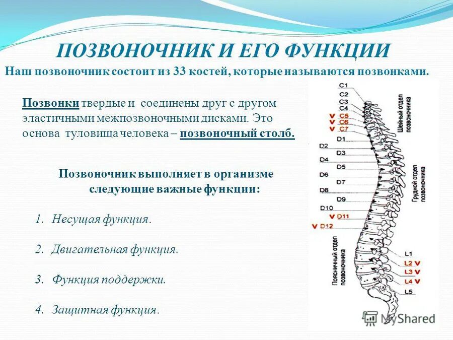 Функции отделов позвоночника