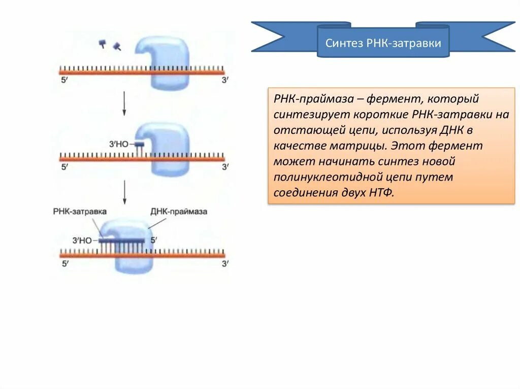 Затравка РНК праймаза. Фермент РНК затравки. Синтез РНК затравки. Фермент синтезирующий РНК затравку.