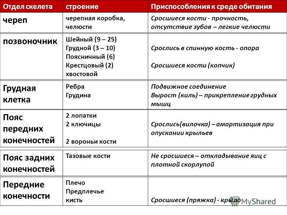 Отделы скелета птиц таблица 7 класс. Отделы скелета таблица 7 класс биология. Скелет птицы таблица название отдела из каких костей состоит. Строение скелета птицы таблица.