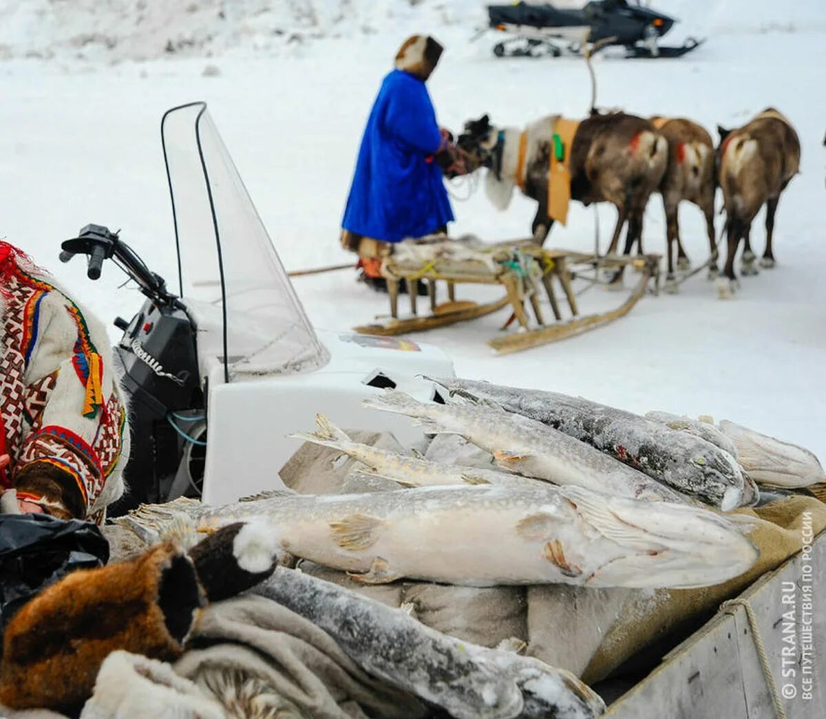 Ханты манси оленеводы. Ненцы Ханты манси. Ханты манси тундра. Рыболовство Ханты и манси. Промысел народов севера россии