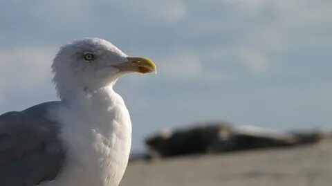 Северная морская птица 6 букв