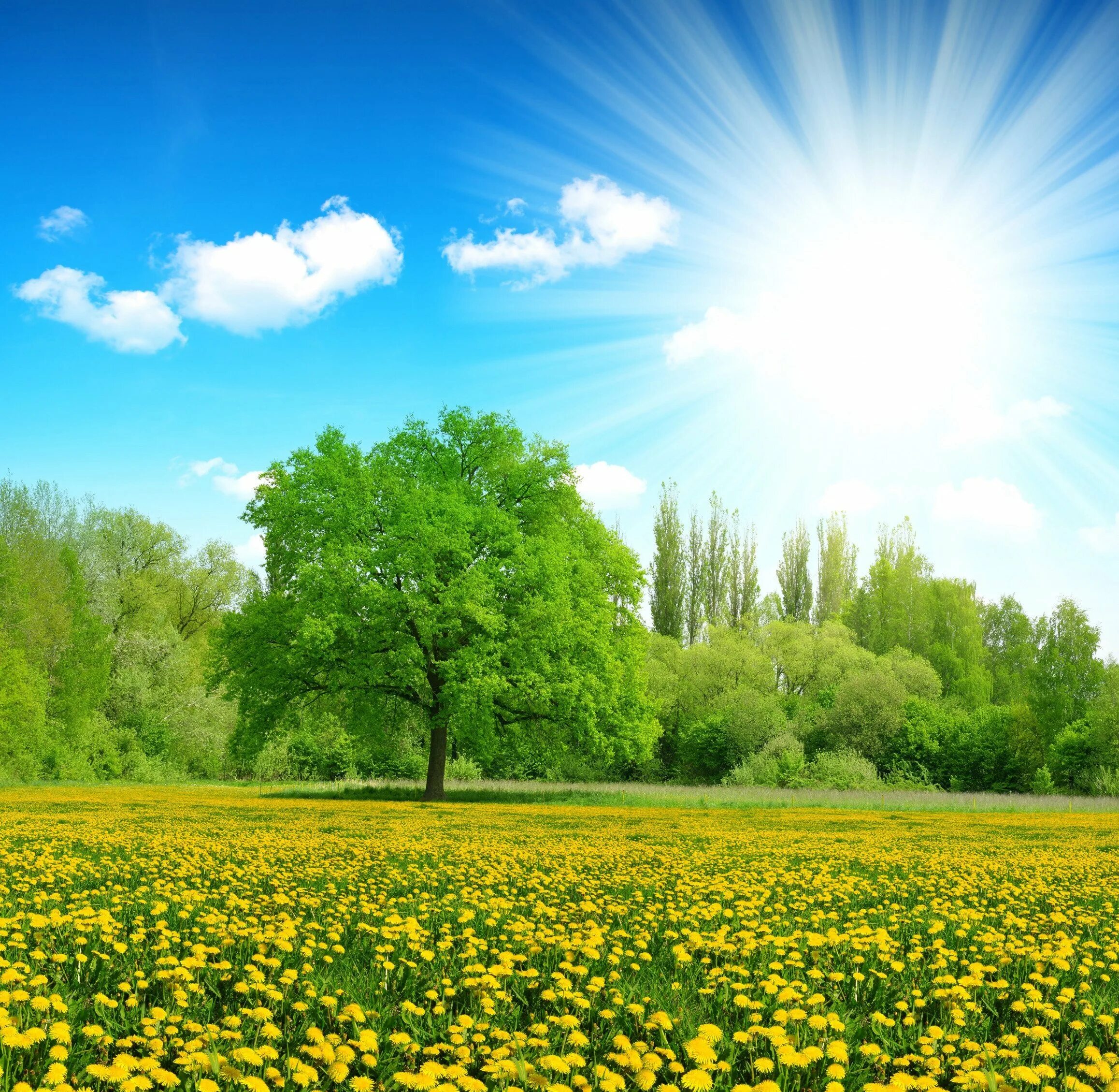 Конец весны начало лета. Природа солнце. Солнечный пейзаж. Солнечный день. Солнечное небо.