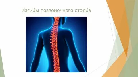 К физиологическим изгибам позвоночника относятся