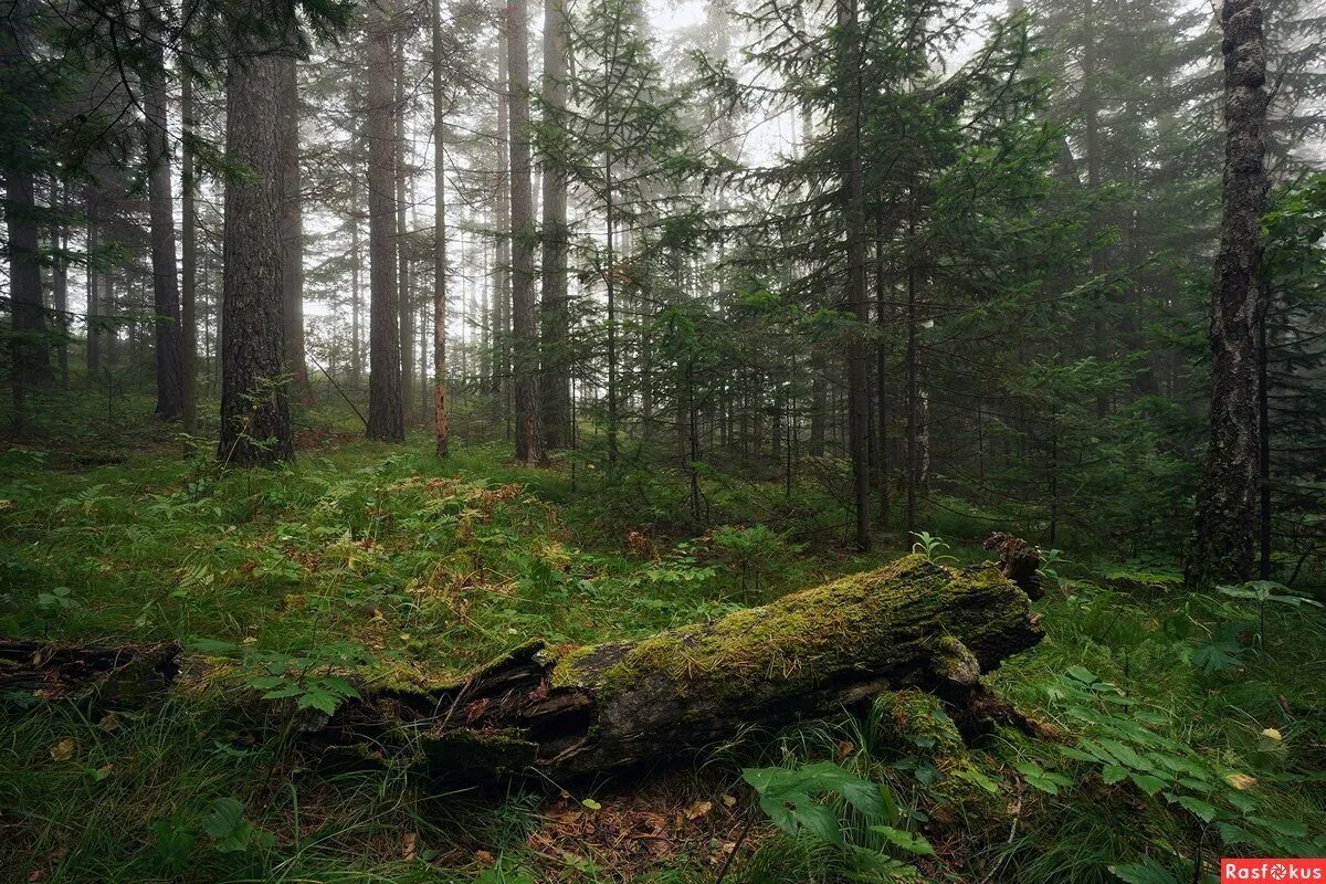 Лесной это. Лесная опушка ельник. Сосняк черничник. Лесная опушка дремучего леса. Ельники Лесная Поляна.