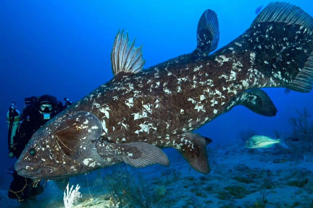 целакант латимерия. целакант рыба латимерия. кистеперая рыба латимерия. кистепёрые рыбы латимерия. целакант латимерия.