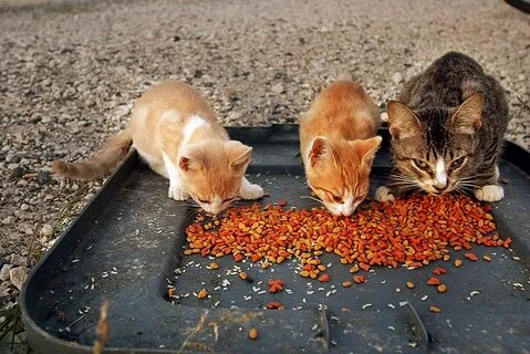 Может ли кот отравиться