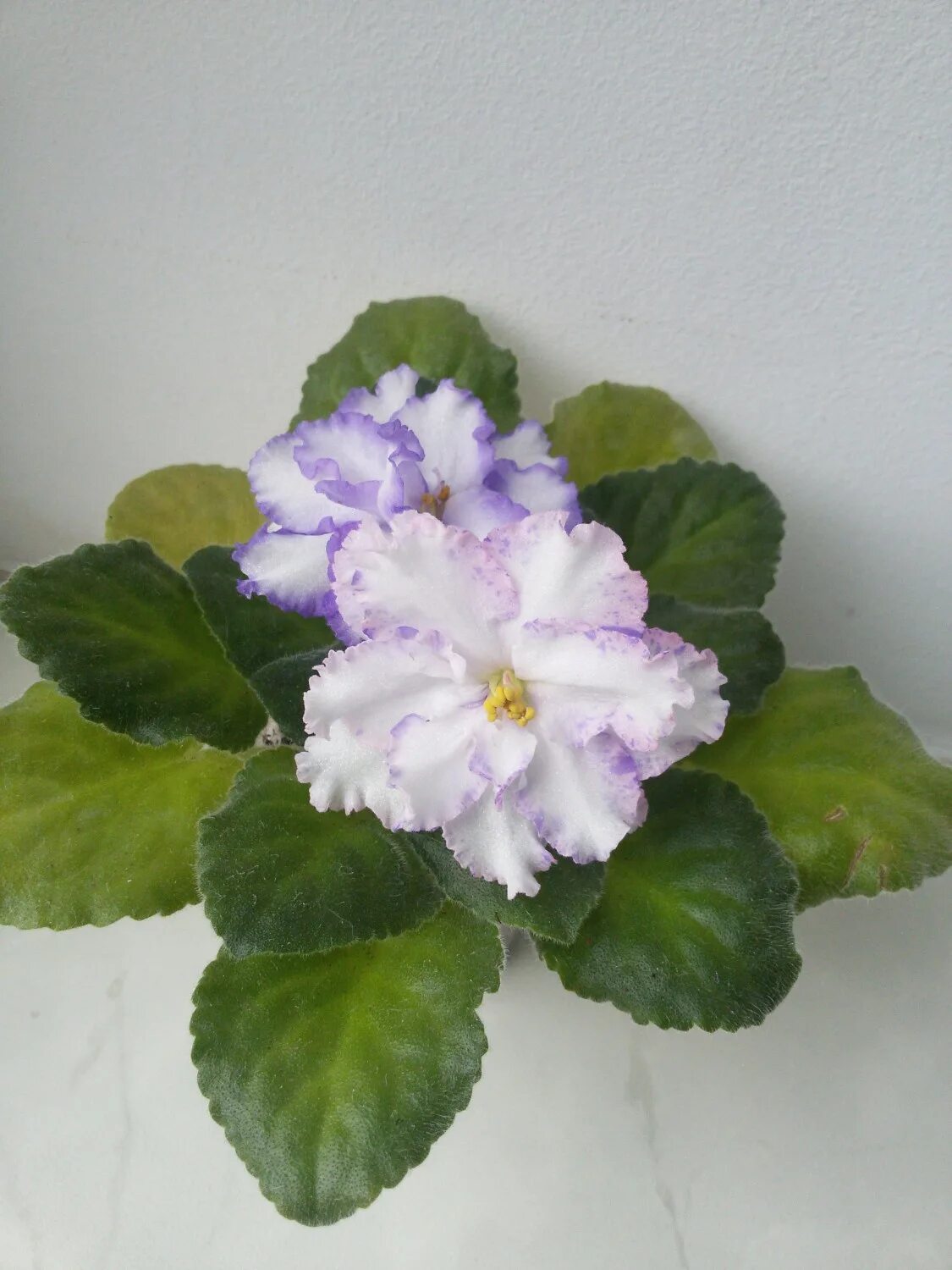 фиалка северное