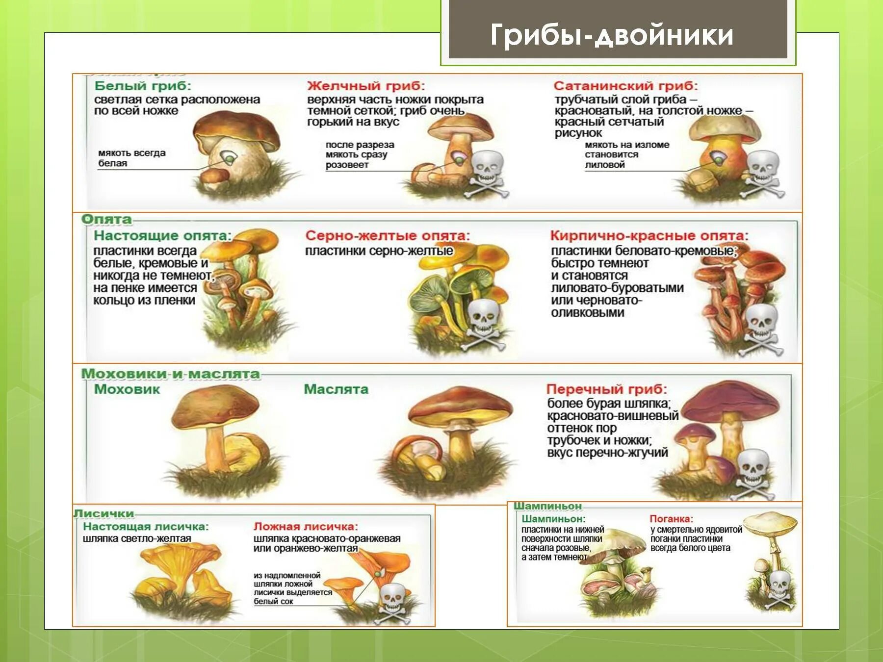 Грибы двойники съедобный гриб опасный двойник. Ядовитые грибы двойники съедобных грибов. Опасные грибы двойники для съедобных грибов. Грибы двойники съедобный гриб белый гриб опасный двойник.