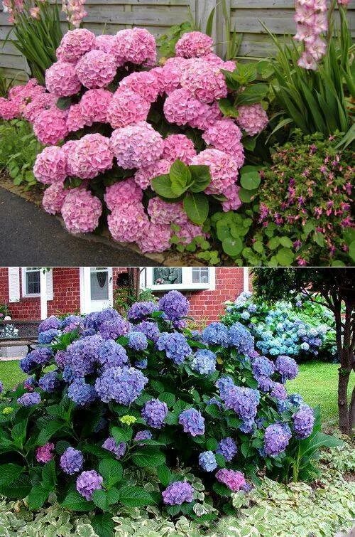 Полить гортензию для цвета. Древовидные гортензии меняющие цвет. Для изменения цвета гортензии.