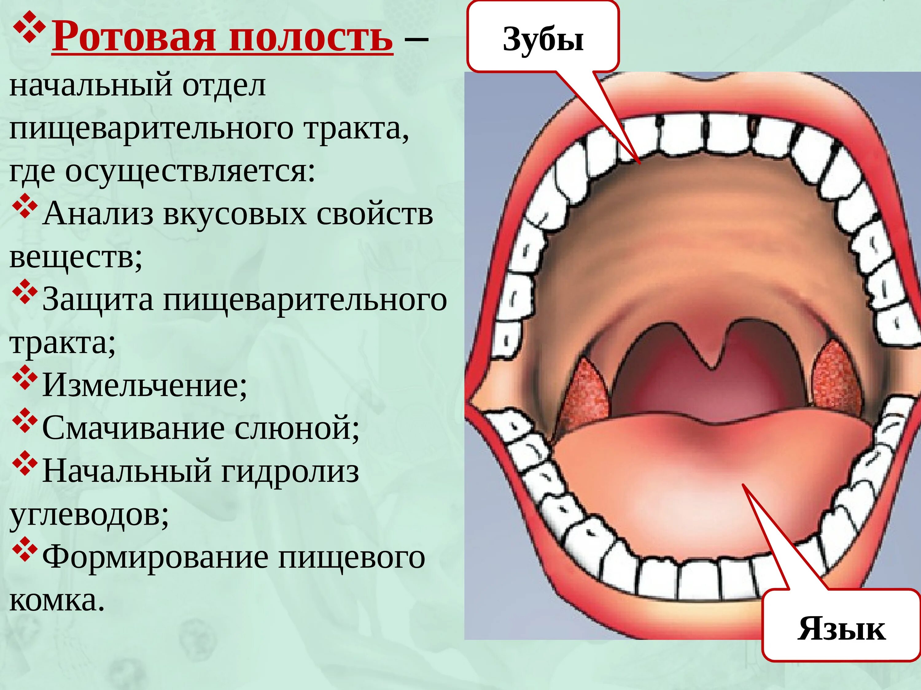 Слюна при боли в горле. Ротовая полость презентация. Проект пищеварения в ротовой полости. Воспаление ротовой полости. Кратко по ротовой полости человека.