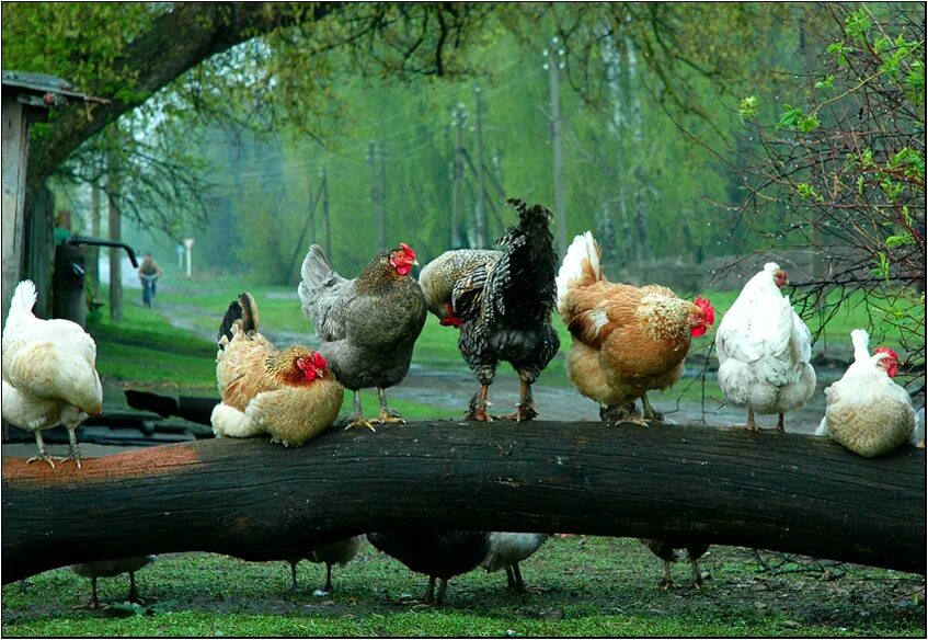 курица фарм. куры гуляют. курица на всей улице. курица убегает. две курочки.
