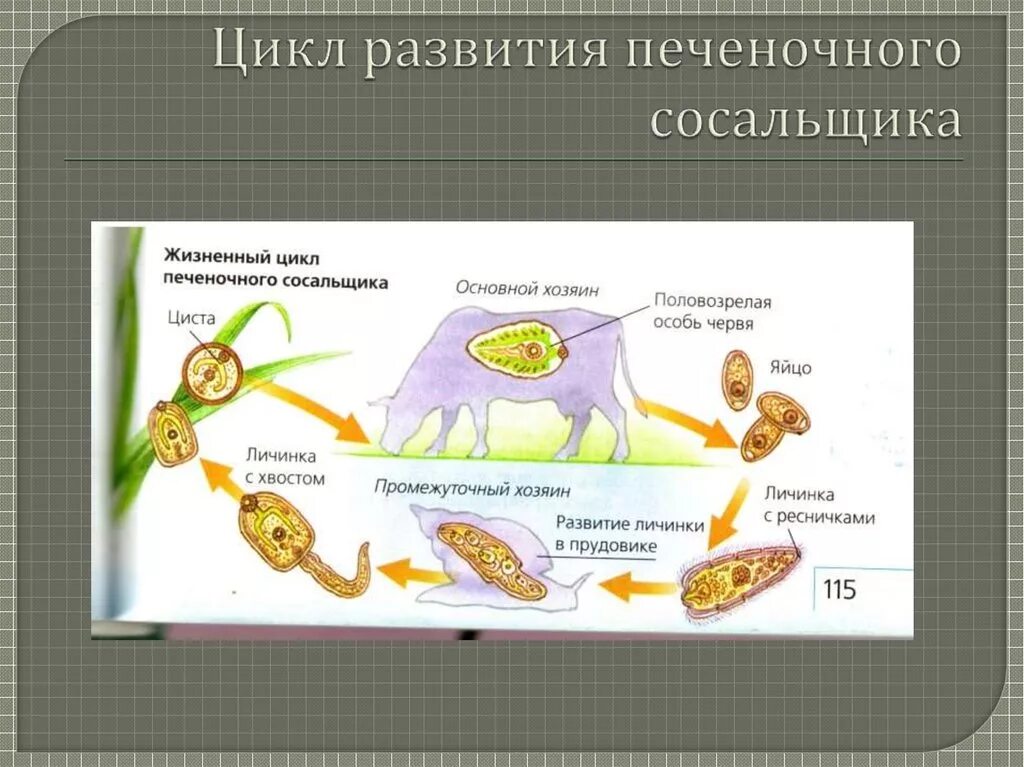 Стадии жизненного цикла цисты