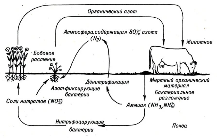 Написать круговорот азота в природе. Схема круговора ахота в природе. Круговорот азота схема простая. Круговорот азота в природе схема и описание. Круговорот азота в природе схема.