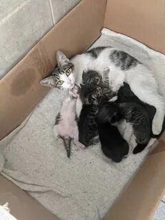Кошка окотилась