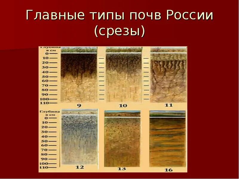 Центральная часть россии почвы