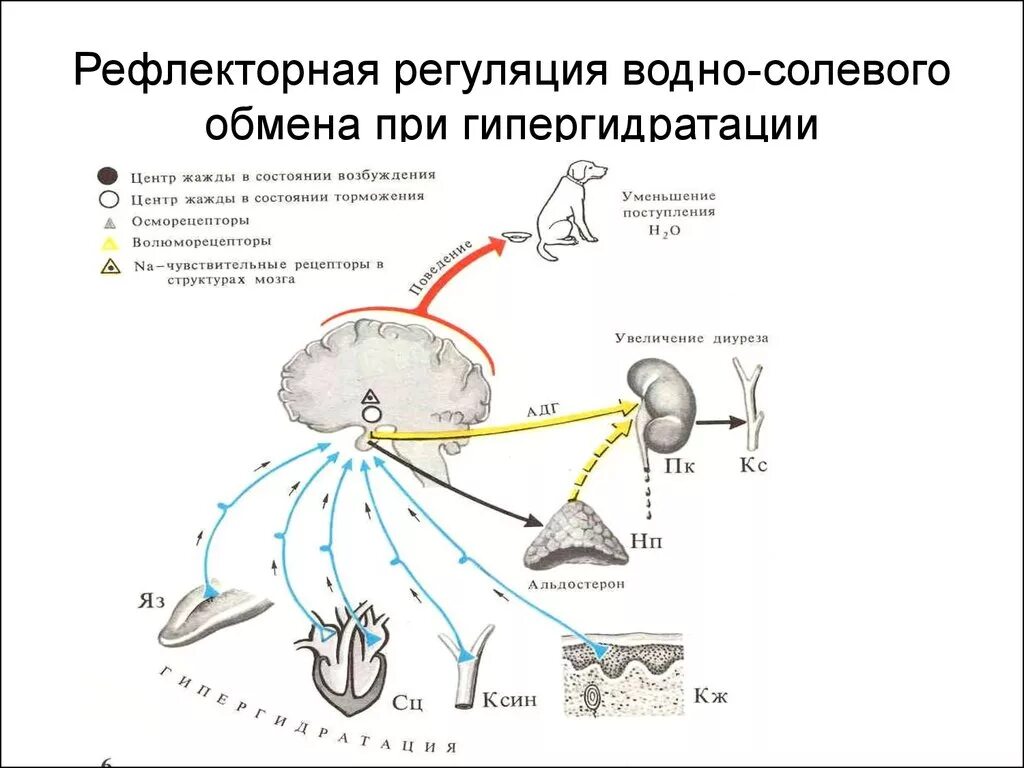 Регуляции водно солевого обмена в организме человека. Водно-солевой обмен в организме физиология. Схема регуляции водно-солевого обмена физиология. Водно-солевой обмен в организме человека железа. Водно-солевой обмен в организме схема.