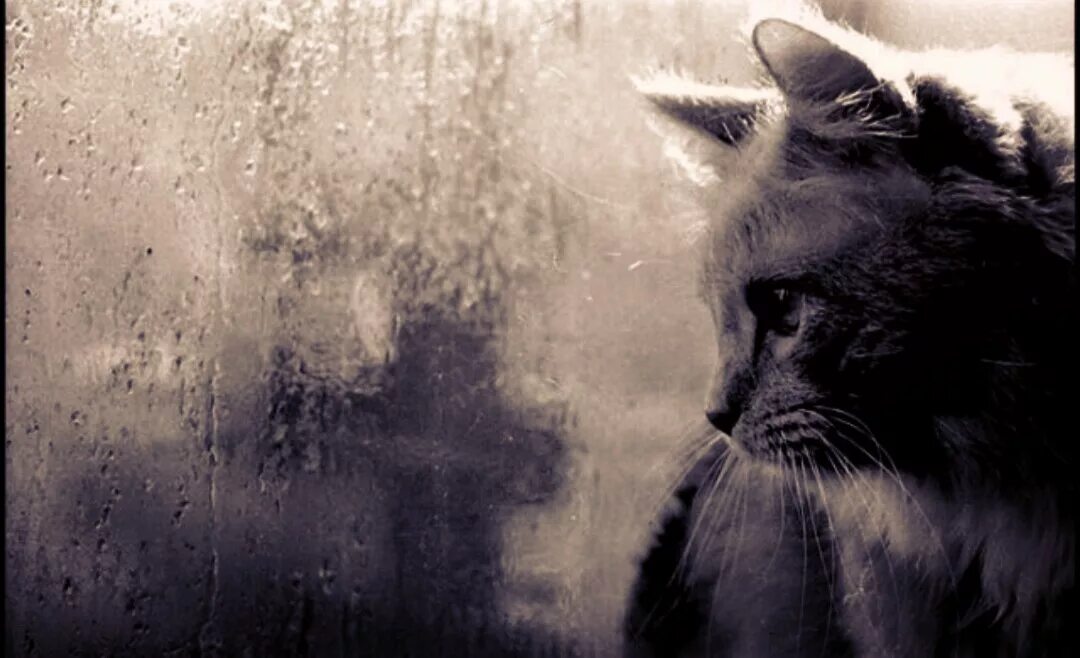 Грустный кот. Одинокий кот. Грустно картинки. Кошка под дождем. Песня грустной кошки