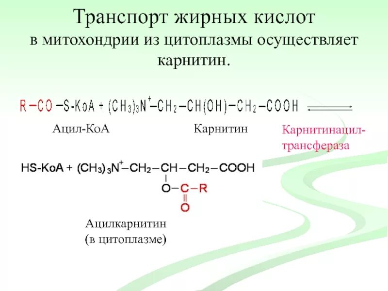 Транспорт ацила из митохондрии в цитозоль. Транспорт ацила из митохондрии в цитозоль