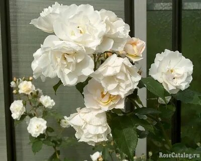 Rose feeling