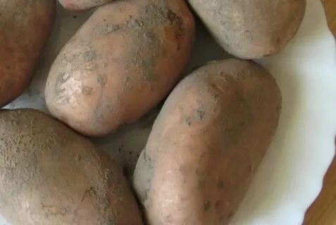 Сорт славянка картофель характеристика сорта