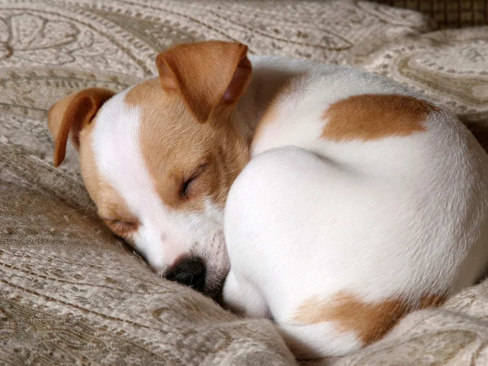 Спящий щенок. Собака спит. Собака спит. Собачка спит. Спящие щенки.