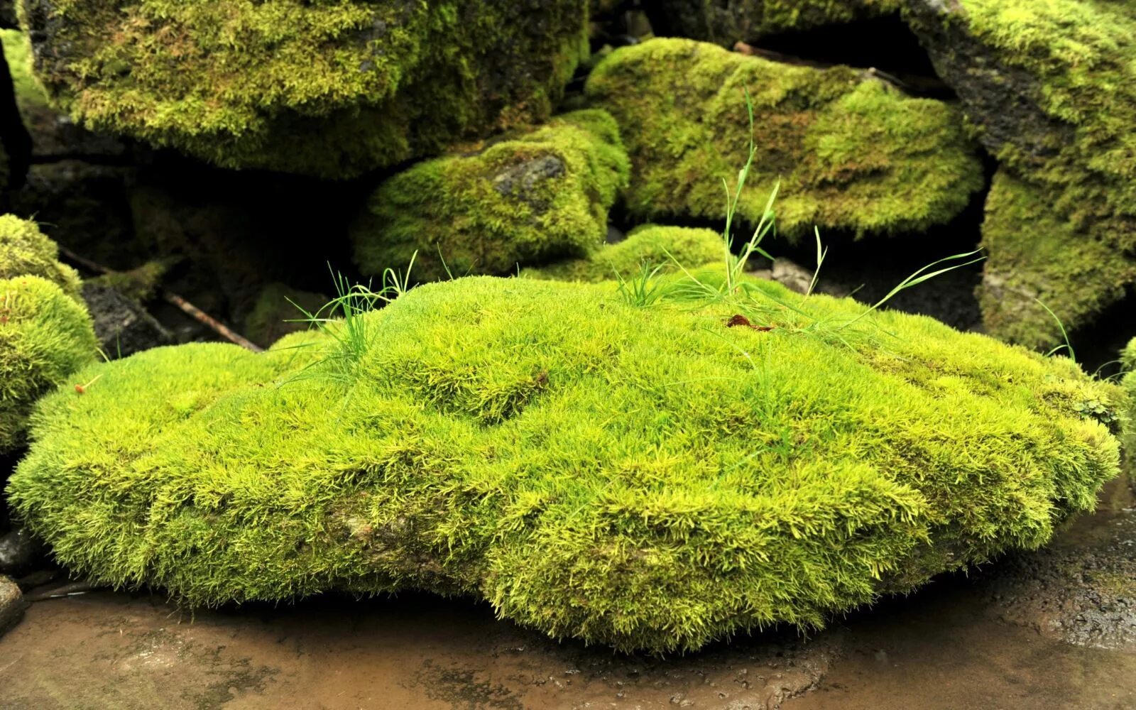 Скачать обои лес, дерево, мох, раздел природа в разрешении 2560x1600