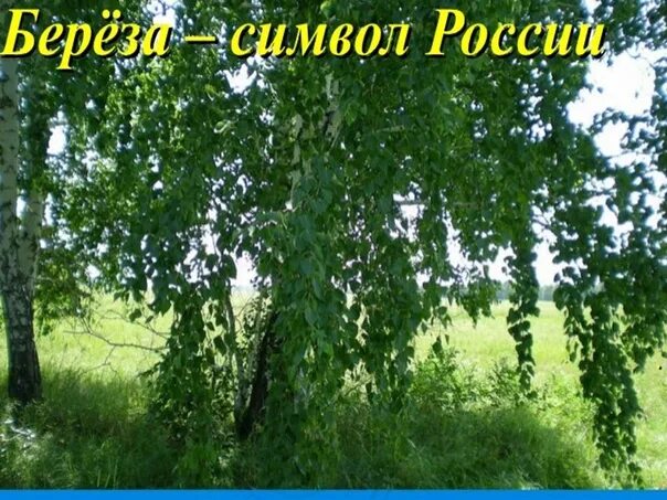 Русская берёзка символ России. Неофициальные символы России береза. Береза символ России. Березка символ России для детей. День березы в россии в 2024 году