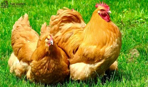 Golden hen