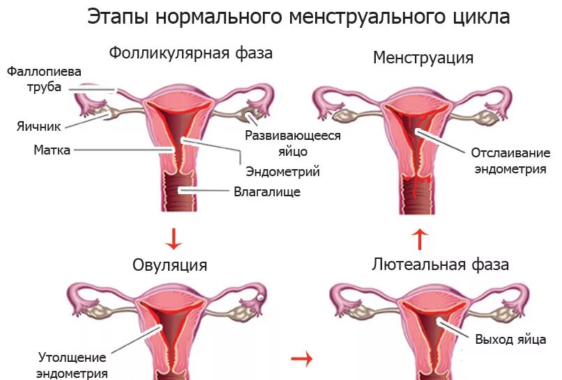 Почему долго идут месячные. Этапы менструального цикла. Процесс месячных. Как происходит менструация. КПК происходят месячные..